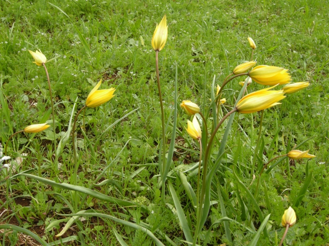 Tulipa sylvestris / Tulipano selvatico dei campi